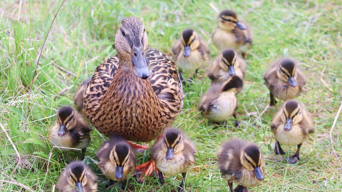 Ilustrační fotografie. 