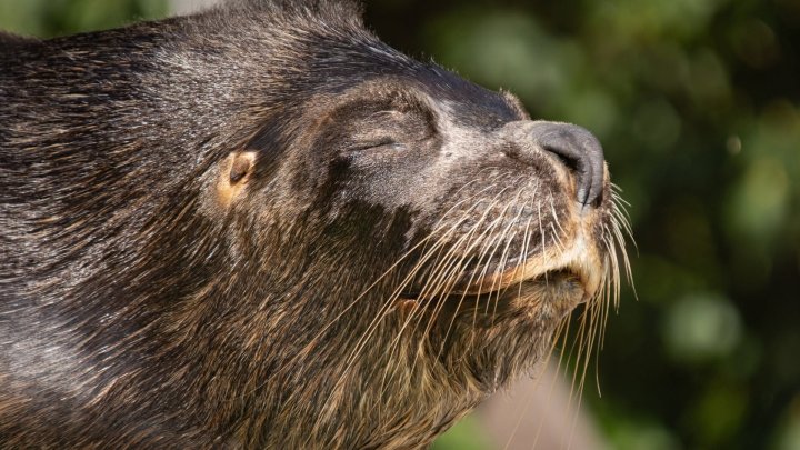 V liberecké zoo uhynul lachtan Hugo. 